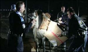 _38516255_donkey2_300.jpg